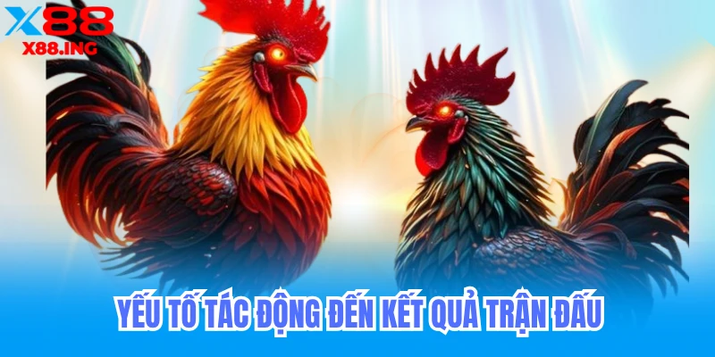 Yếu tố tác động đến kết quả trận đấu đá gà cựa sắt